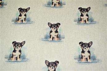 Chihuahua - image 3