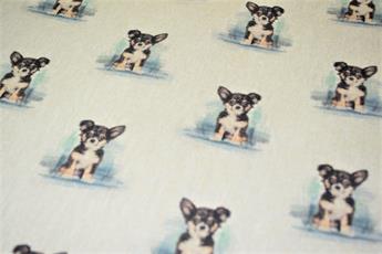 Chihuahua - image 4