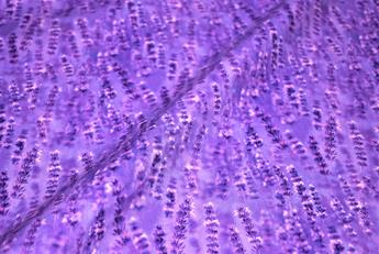 Printed 100% Cotton Fabric - image 2