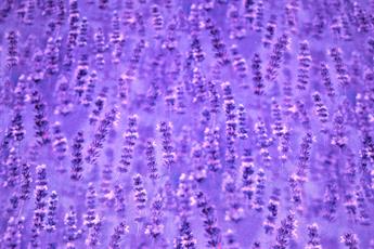 Printed 100% Cotton Fabric - image 4