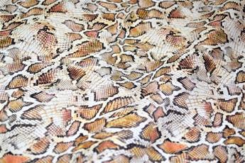 Animals Skin Print - image 2