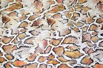 Animals Skin Print - image 3