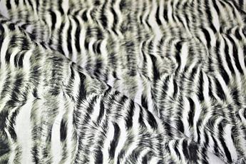 Animal Skin - image 7