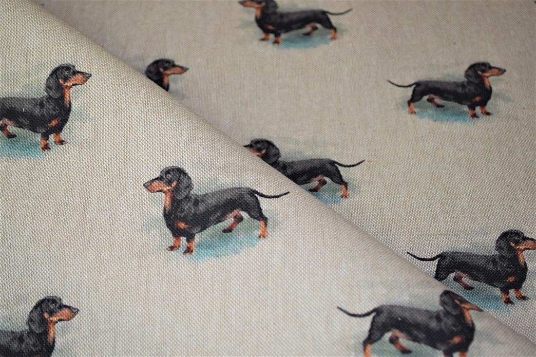 Dachshund