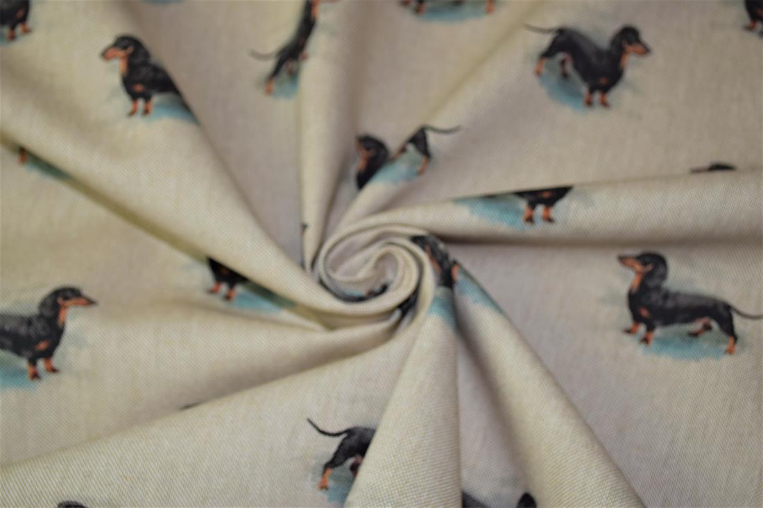Dachshund
