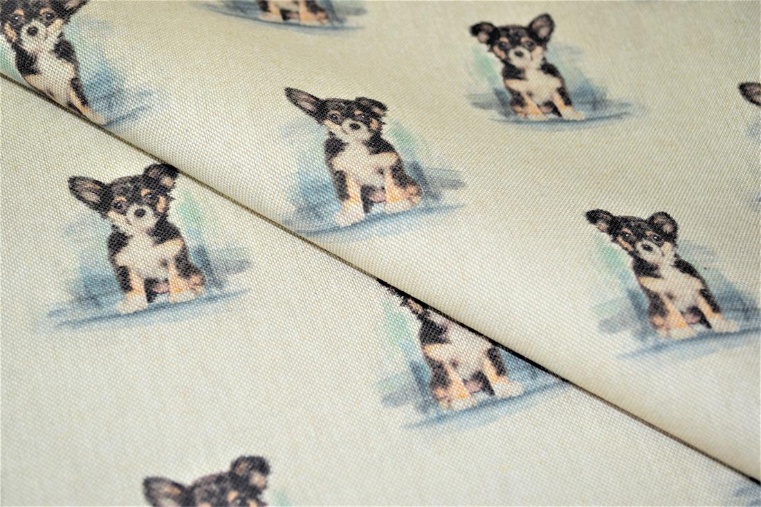 Chihuahua - image 1