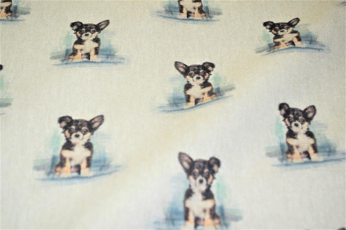 Chihuahua - image 2