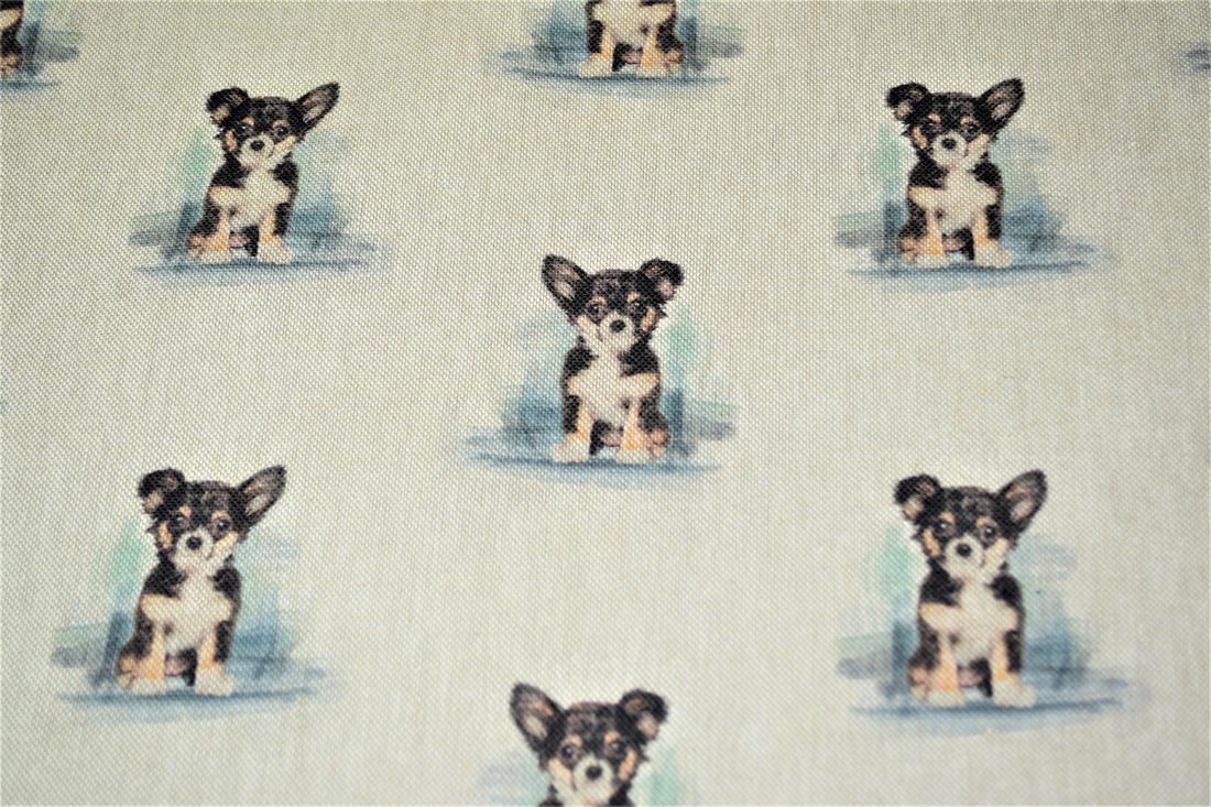 Chihuahua - image 3