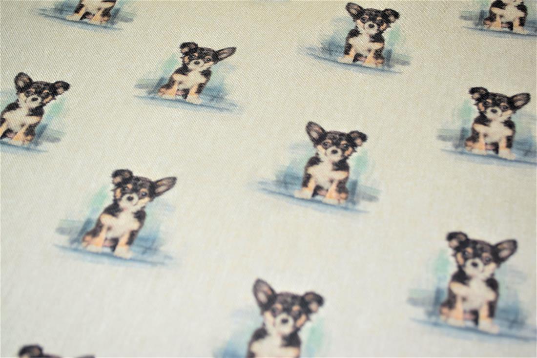 Chihuahua - image 4
