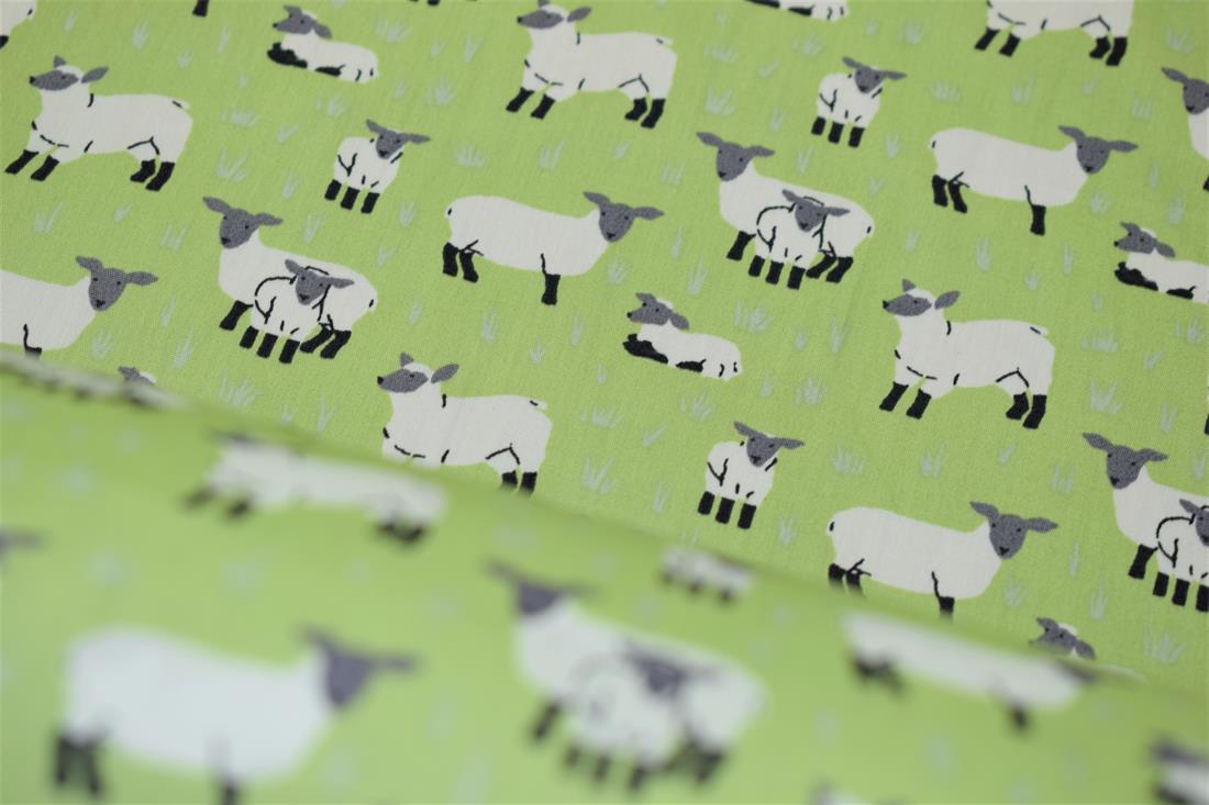 Sheep