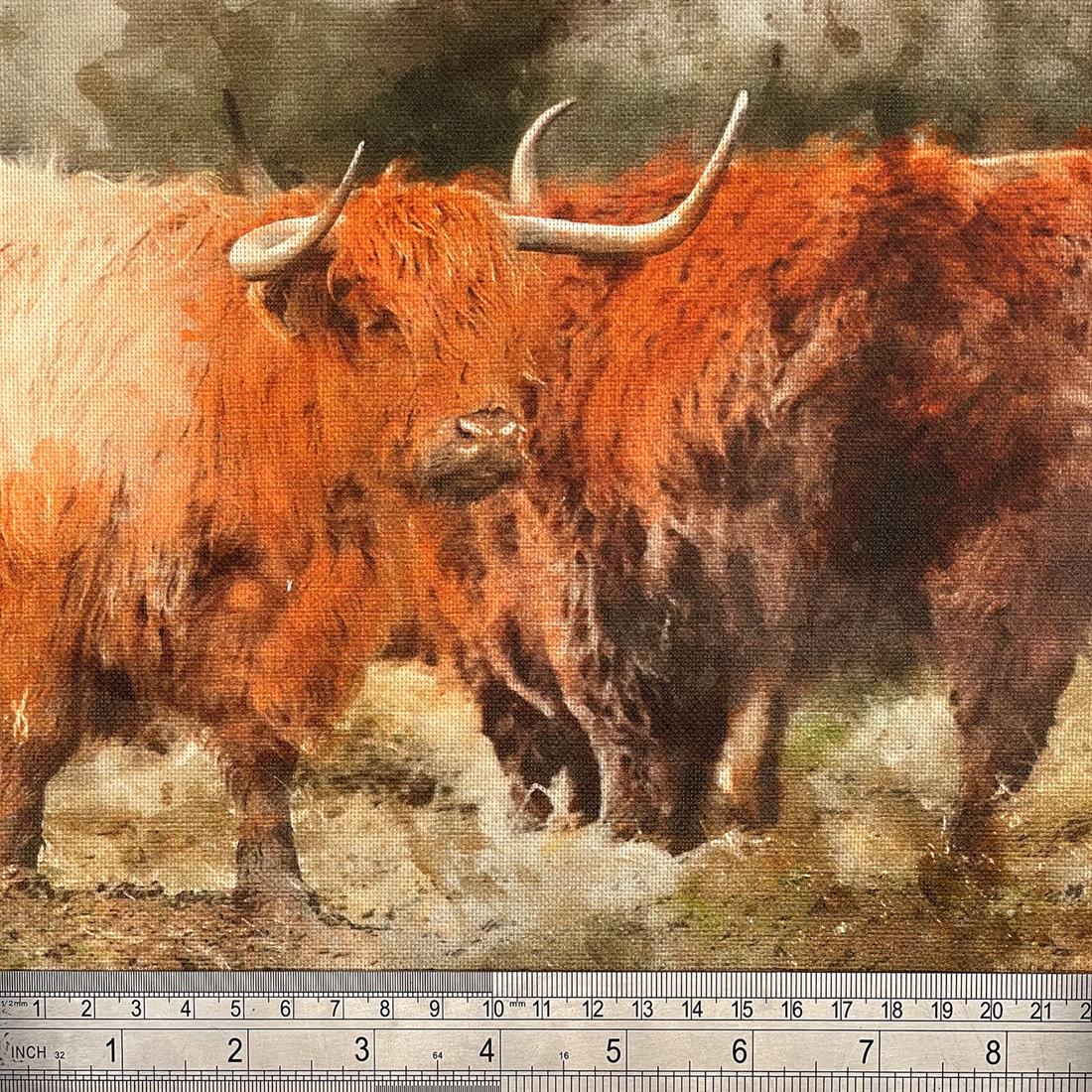 Highland Cow