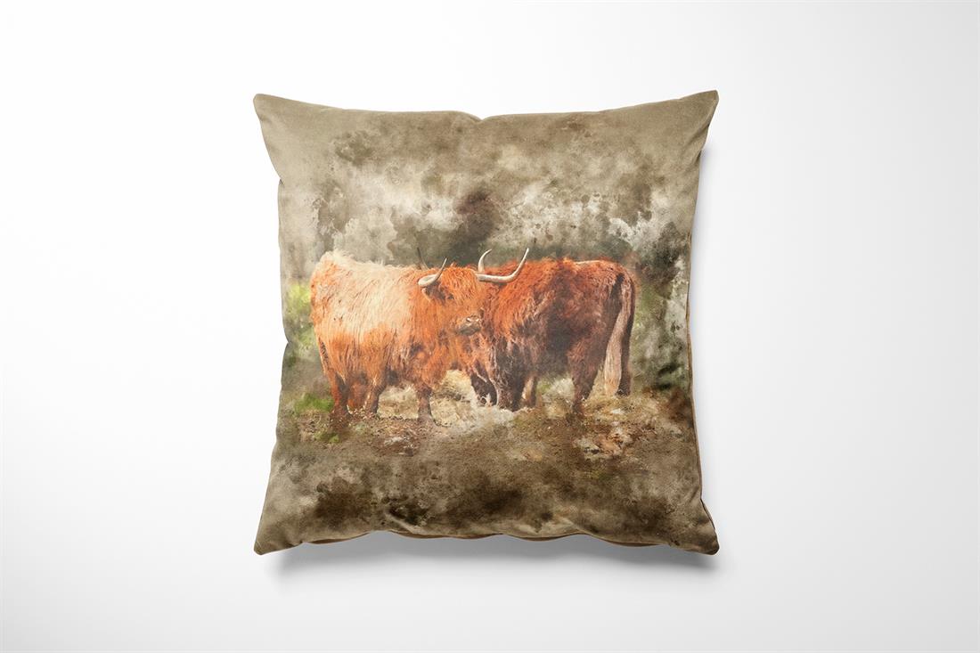 Highland Cow